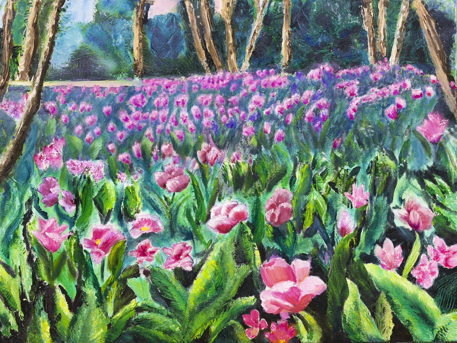 Tulip Explosion