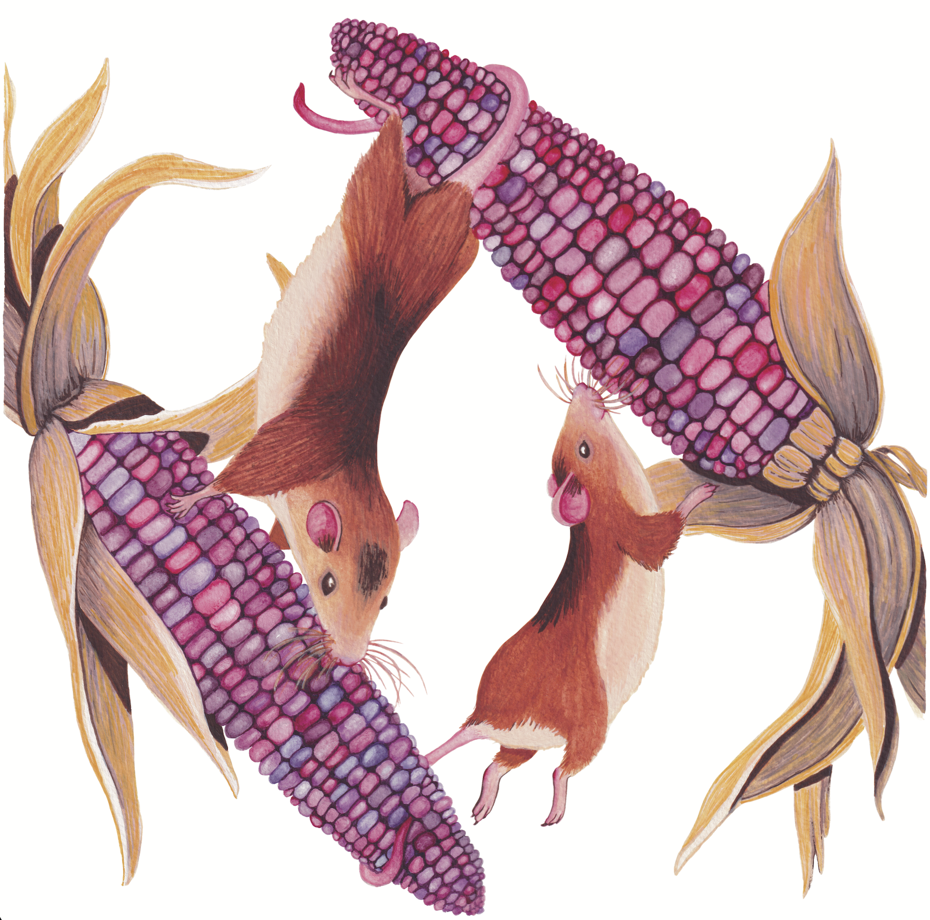 Field Mouse Frezy - 10x10 inches print by Stephenie Anderson
