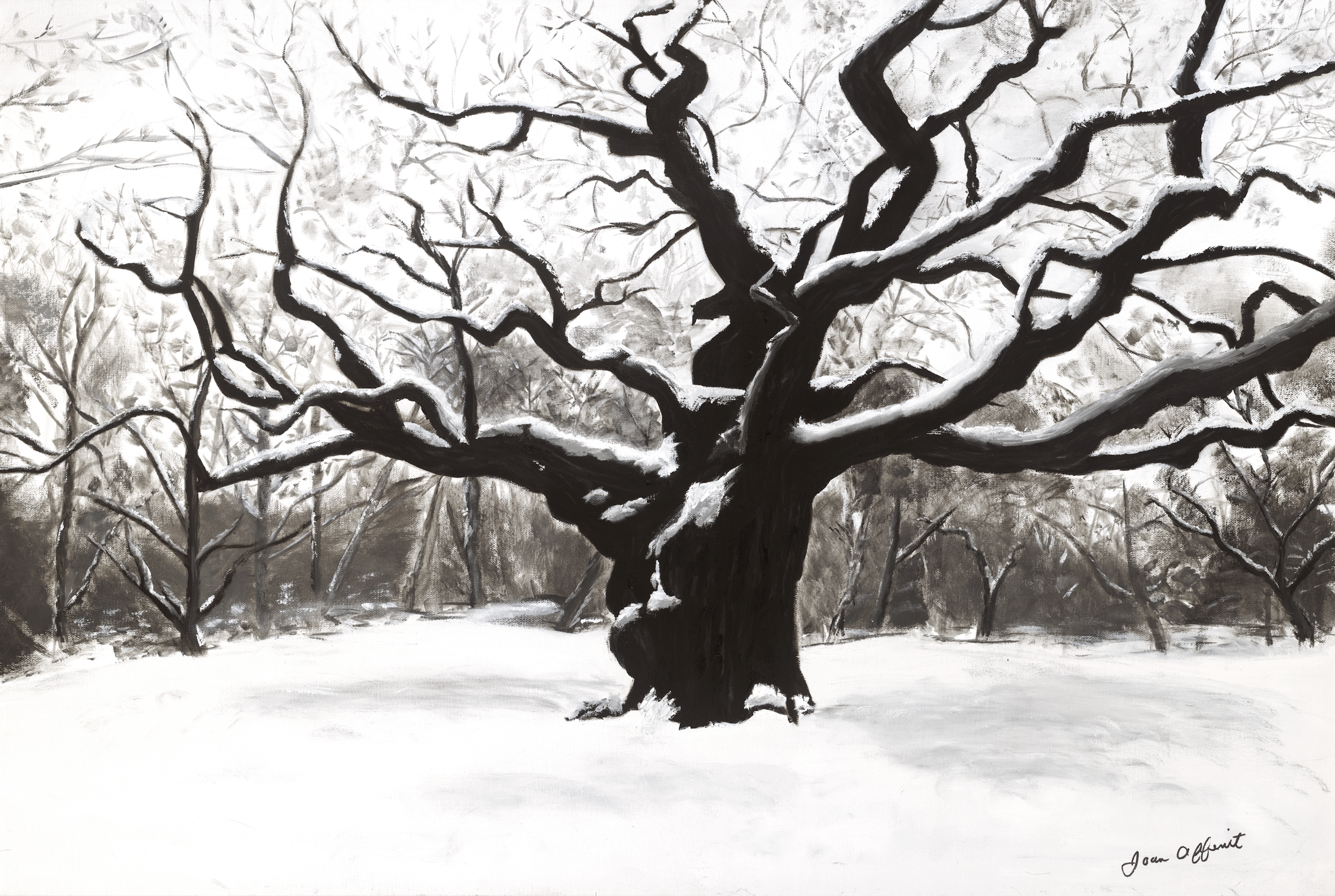 Major Oak - Print by Joan Affenit