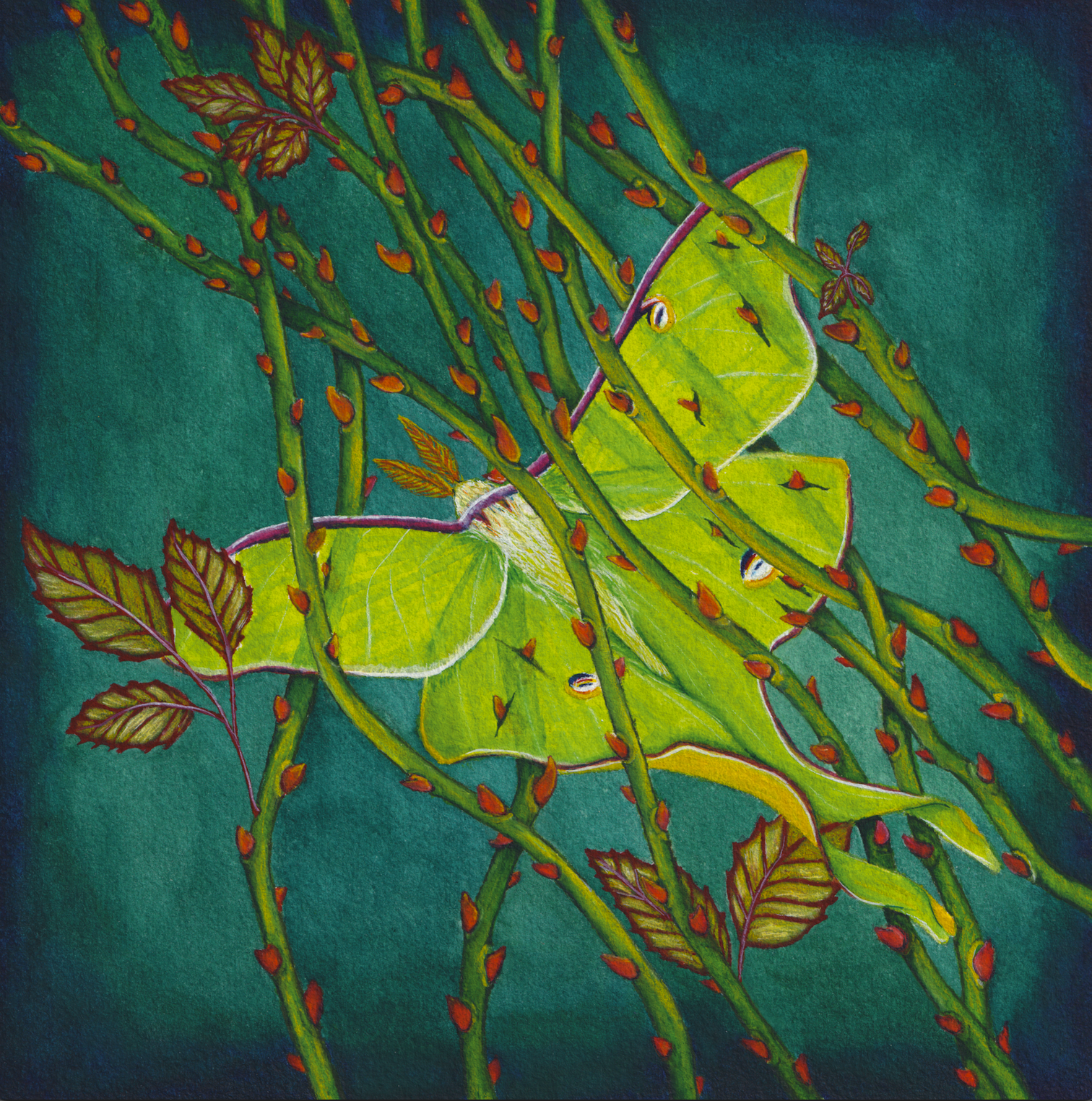 Entangled - 8x8 inches print by Stephenie Anderson